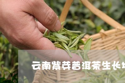 云南紫芽普洱茶生长地/2023062364826