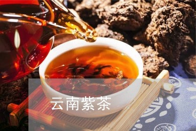 云南紫茶/2023110837159