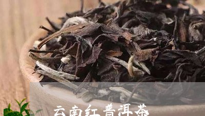 云南红普洱茶/2023042837164