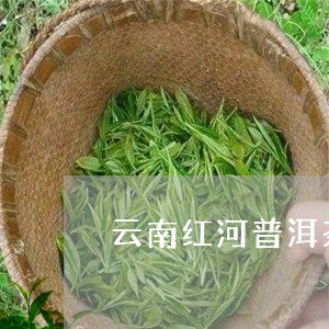 云南红河普洱茶的特点/2023062473037