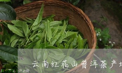 云南红花山普洱茶产地/2023061936371