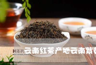 云南红茶产地云南紫芽茶的特点/2023053158626