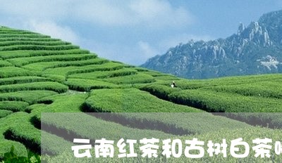 云南红茶和古树白茶哪个好喝/2023111503936