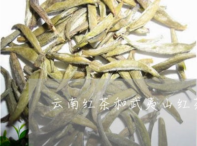 云南红茶和武夷山红茶的区别/2023052682036