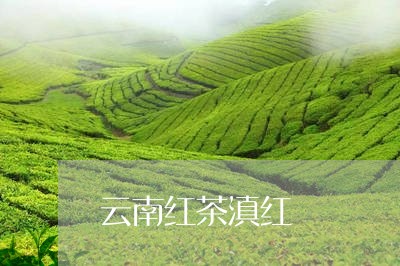 云南红茶滇红/2023042991628