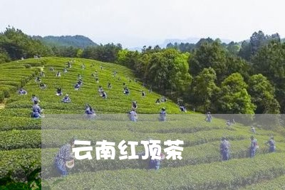 云南红顶茶/2023041811076