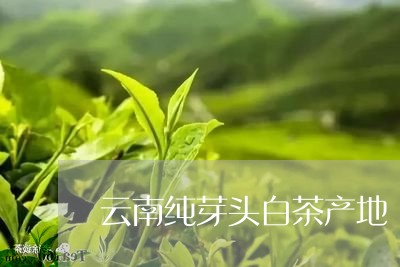 云南纯芽头白茶产地/2023121606249