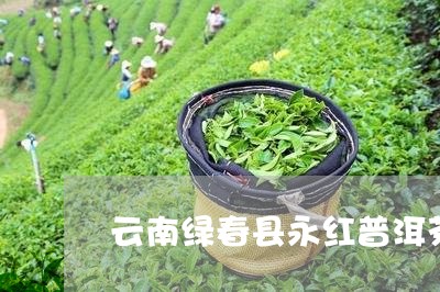 云南绿春县永红普洱茶/2023093078583