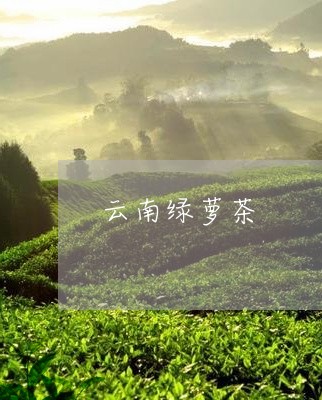 云南绿萝茶/2023041799548