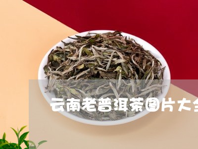 云南老普洱茶图片大全/2023100685129