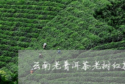 云南老普洱茶老树红茶/2023100698393