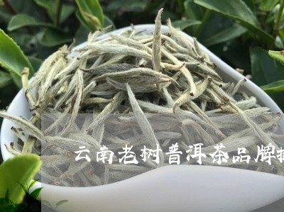 云南老树普洱茶品牌排行/2023112721505