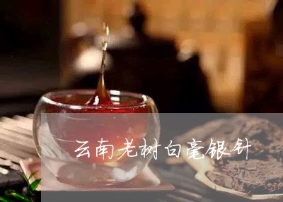 云南老树白毫银针/2023061422626