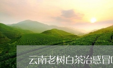 云南老树白茶冶感冒吗/2023092698260