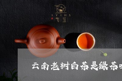 云南老树白茶是绿茶吗/2023092680602