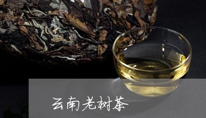 云南老树茶/2023041709600