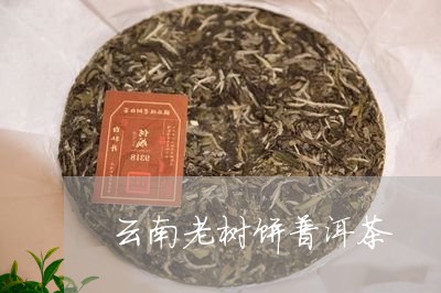 云南老树饼普洱茶/2023112515070