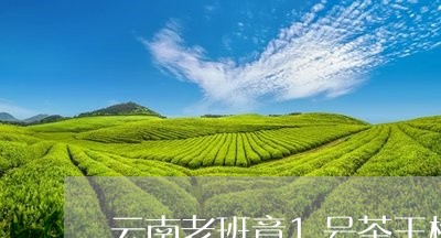 云南老班章1号茶王树/2023092449514