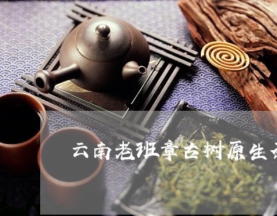 云南老班章古树原生茶/2023092448271