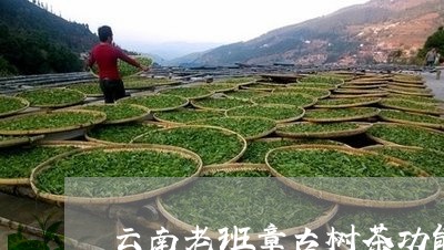 云南老班章古树茶功能/2023092437481