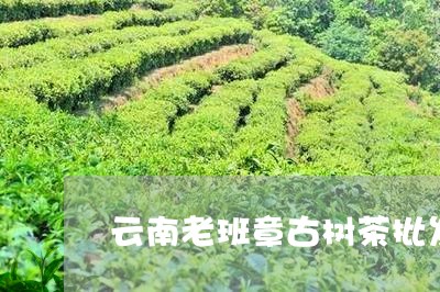 云南老班章古树茶批发/2023061296059