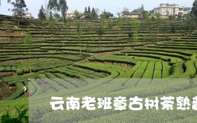 云南老班章古树茶熟普洱茶价格/2023110557261