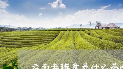 云南老班章是什么茶吗/2023092475949