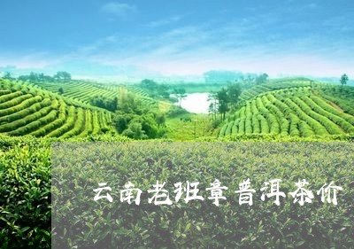 云南老班章普洱茶价/2023071108362