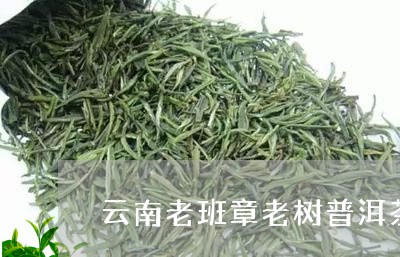 云南老班章老树普洱茶/2023112732626