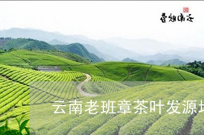 云南老班章茶叶发源地/2023092380695