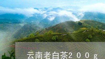 云南老白茶200g/2023121335370