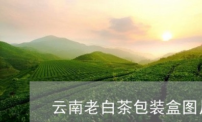 云南老白茶包装盒图片/2023092659616