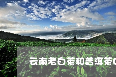 云南老白茶和普洱茶口感/2023082557481