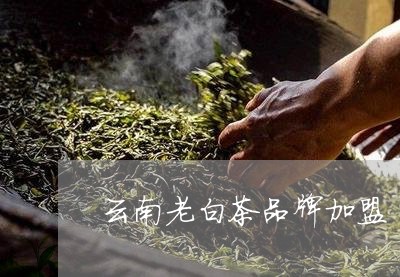 云南老白茶品牌加盟/2023121605825
