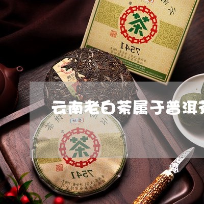 云南老白茶属于普洱茶吗/2023082605169