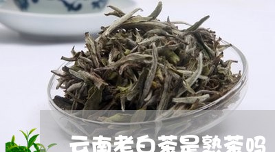 云南老白茶是熟茶吗/2023081239372