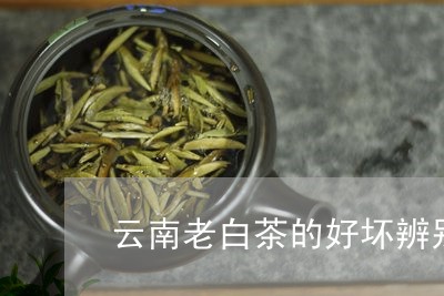 云南老白茶的好坏辨别/2023092667271