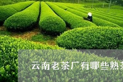 云南老茶厂有哪些熟茶适合什么人喝/2023060431492