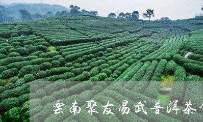 云南聚友易武普洱茶饼/2023092750946