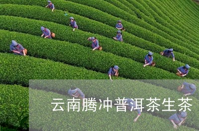 云南腾冲普洱茶生茶/2023091468495