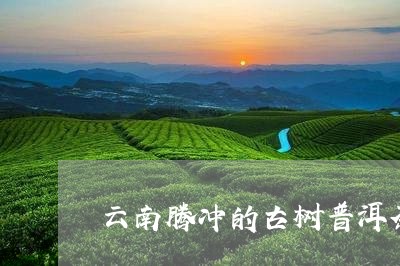 云南腾冲的古树普洱茶/2023092802037