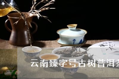 云南臻字号古树普洱茶生茶/2023110559603