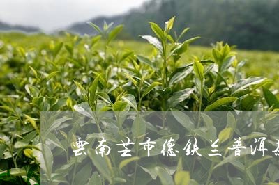 云南芒市德铁兰普洱茶/2023062471605