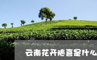 云南花开随喜是什么茶/2023092122640