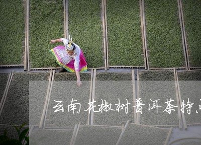 云南花椒树普洱茶特点/2023062452795