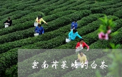 云南芹菜塘的白茶/2023061499482