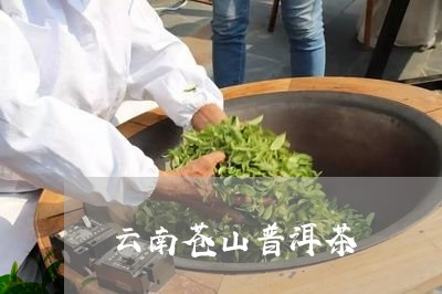 云南苍山普洱茶/2023102694068