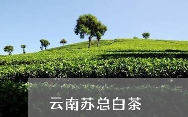 云南苏总白茶/2023051218473