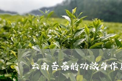 云南苦茶的功效与作用/2023060907279