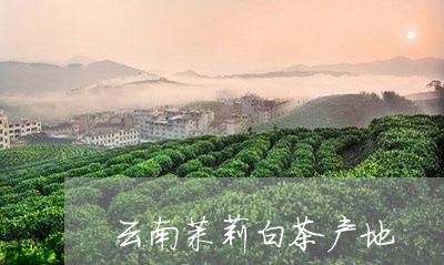 云南茉莉白茶产地/2023061405036